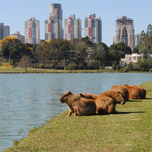 Síndico Profissional em Curitiba - home